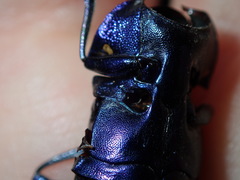 Temognatha suturalis