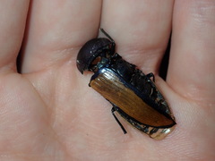 Temognatha suturalis