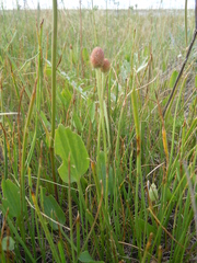 Halerpestes sarmentosa