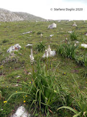 Asphodelus macrocarpus