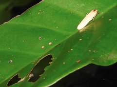 Danielithosia immaculata