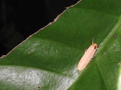 Danielithosia immaculata