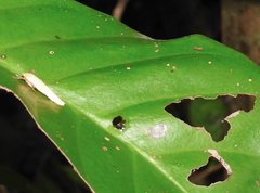 Danielithosia immaculata