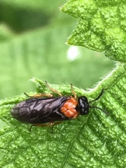 Monophadnus nigriceps