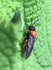 Monophadnus nigriceps