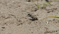 Cicindela oregona oregona