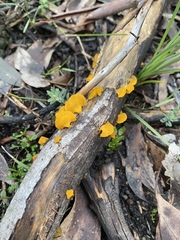 Heterotextus miltinus