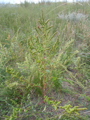 Chenopodium acuminatum
