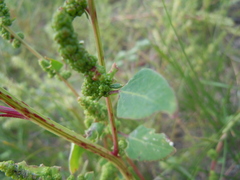 Chenopodium acuminatum