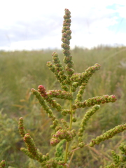 Chenopodium acuminatum