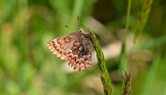 Callophrys eryphon
