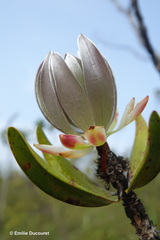 Melaleuca dawsonii