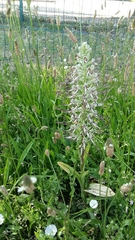 Himantoglossum hircinum