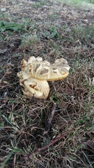 Fungi