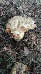 Fungi