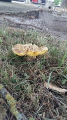Fungi