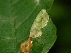 Phyllonorycter geniculella