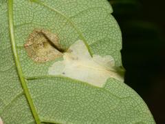 Phyllonorycter geniculella