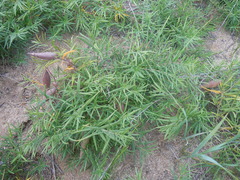 Vincetoxicum sibiricum