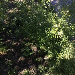 Capsella bursa-pastoris