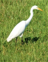 Ardea intermedia brachyrhyncha