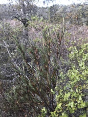 Dracophyllum oliveri