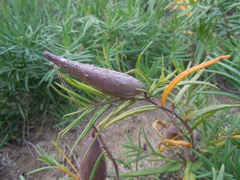 Vincetoxicum sibiricum