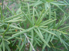 Vincetoxicum sibiricum