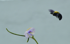 Xylocopa ruficornis