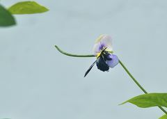 Xylocopa ruficornis