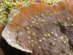 Oxypora lacera