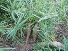 Vincetoxicum sibiricum