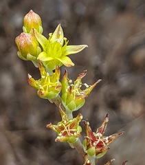 Dudleya multicaulis