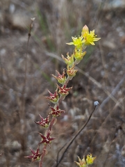 Dudleya multicaulis