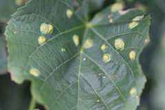 Phytoptus abnormis