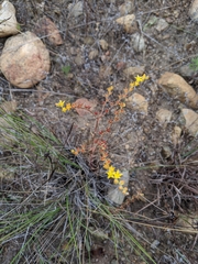 Dudleya multicaulis