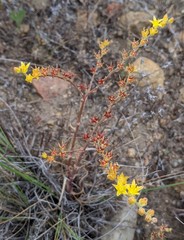 Dudleya multicaulis