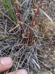 Dudleya multicaulis
