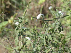 Heliotropium steudneri