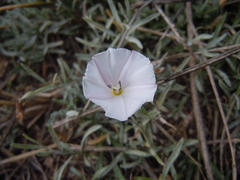Convolvulus ammannii