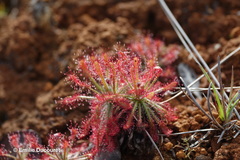 Drosera neocaledonica
