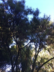 Sophora microphylla