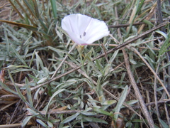 Convolvulus ammannii