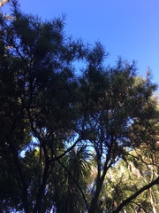 Sophora microphylla