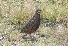 Coturnix delegorguei