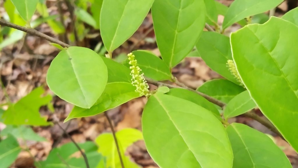 Linh sam (Antidesma acidum (tên bonsai cần xác minh))