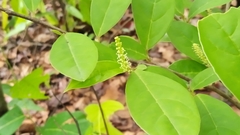 Antidesma acidum