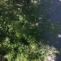 Capsella bursa-pastoris