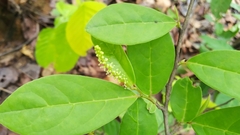 Antidesma acidum