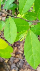 Antidesma acidum
